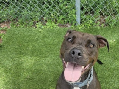 Shelter dog of the week: Mango